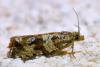 Celypha sp.